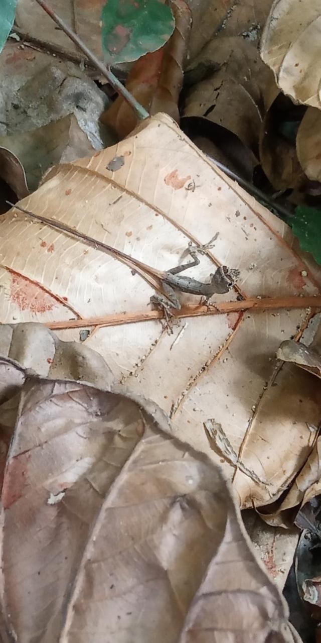 دينيايا Sinharaja Hostel 114 المظهر الخارجي الصورة